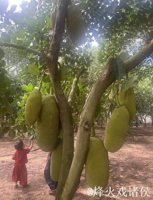 畅享菠萝蜜在线视频的无限精彩体验 畅享菠萝蜜在线视频的无限精彩体验